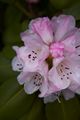 Rhododendron brachycarpum-3 Różanecznik